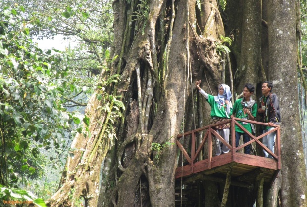 rumah pohon Welo Asri Petungkriyono