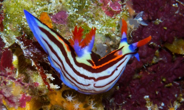 siput laut (nudibranch) di bawah laut perairan Pulau Atauro, Timor Leste.